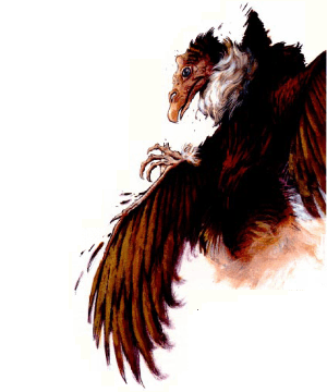 Aarakocra (Athas) Aarakocra (Athas)