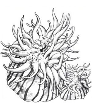 Anemone, Giant Sea Anemone, Giant Sea