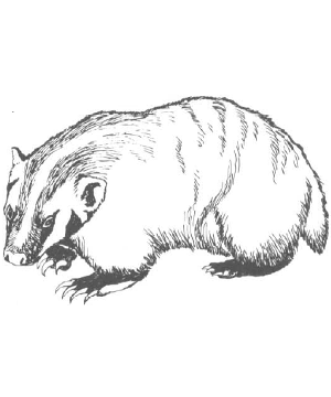 Badger Badger