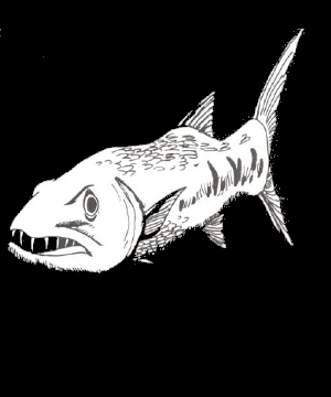 Barracuda Barracuda