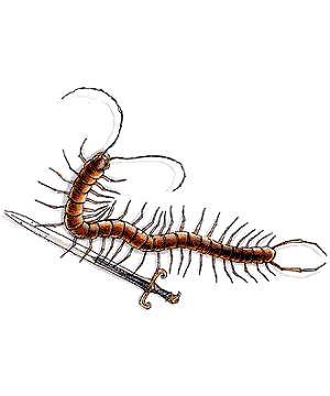 Centipede Centipede