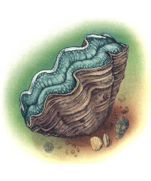 Clam, Giant Clam, Giant