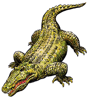 Crocodile Crocodile
