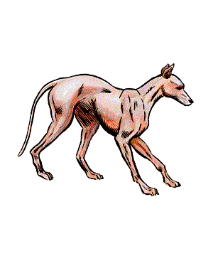 Dog Dog