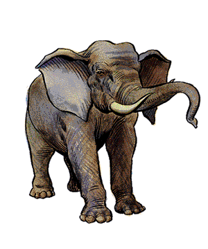 Elephant Elephant
