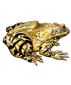 Frog Frog