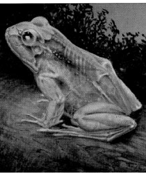 Frog, Ghoul Frog, Ghoul