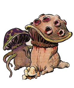 Fungus Fungus