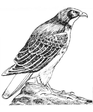 Hawk Hawk
