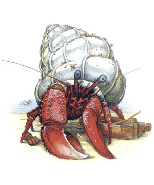 Hermit, Sea Hermit, Sea