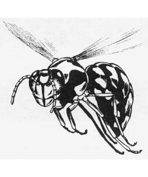 Hornet, Giant Hornet, Giant