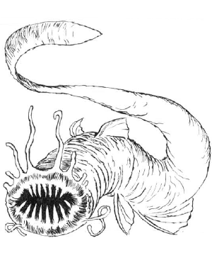 Lamprey Lamprey