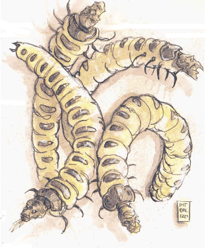 Larva Larva