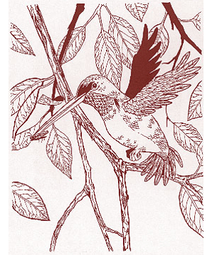 Lyra Bird, Saragňn Lyra Bird, Saragňn