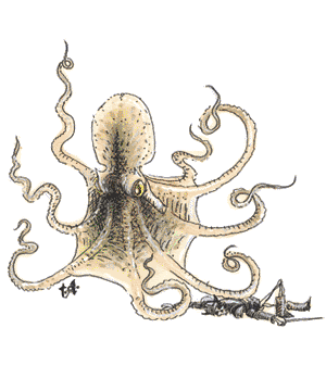 Octopus, Giant Octopus, Giant