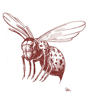 Jibarú Pest (Parasite, Savage Coast) Jibarú Pest (Parasite, Savage Coast)