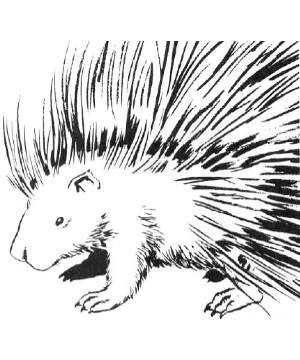 Porcupine Porcupine