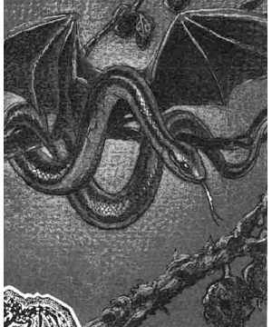 Rainbow Serpent, The Rainbow Serpent, The