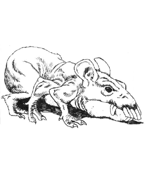 Rat, Osquip Rat, Osquip