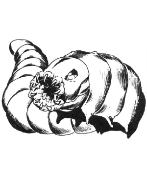 Rot Grub Rot Grub