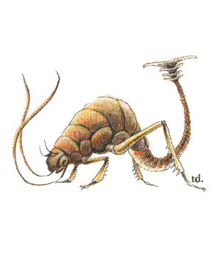 Rust Monster Rust Monster