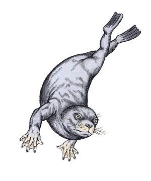 Selkie Selkie