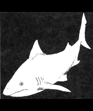 Shark Shark