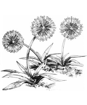 Shimmerweed Shimmerweed