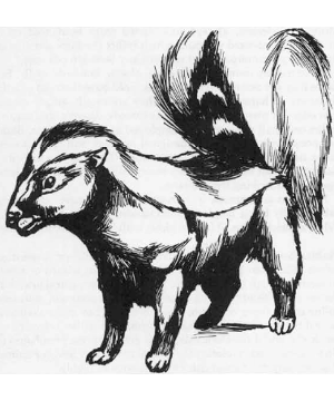 Skunk Skunk