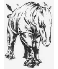 Balucitherium Balucitherium