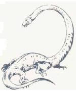 Tanystropheus Tanystropheus
