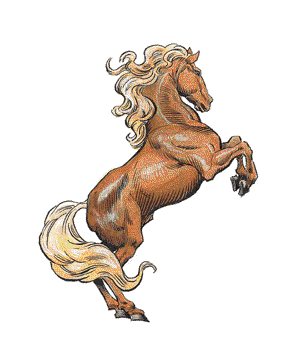 horse horse