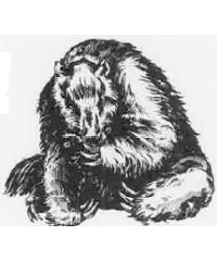 Megatherium Megatherium