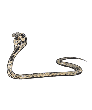 Snake Snake