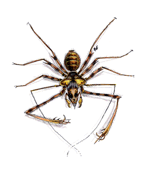 Spider Spider
