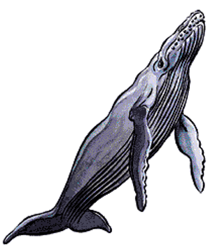 Whale Whale