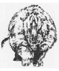 Wooly Rhinoceros Wooly Rhinoceros