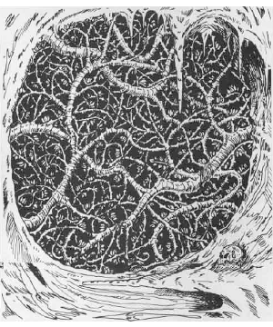 Strangleweed Strangleweed
