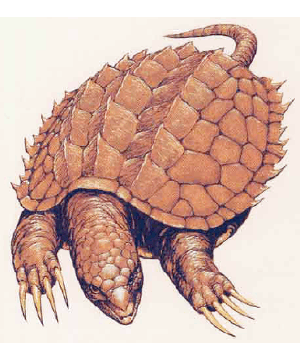 Turtle, Giant Turtle, Giant