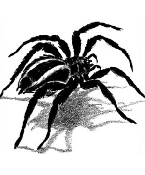 Watchspider Watchspider
