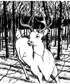 White Stag, The White Stag, The