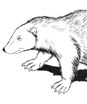 Wolverine Wolverine