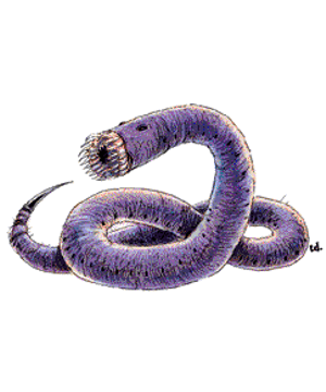 Worm Worm
